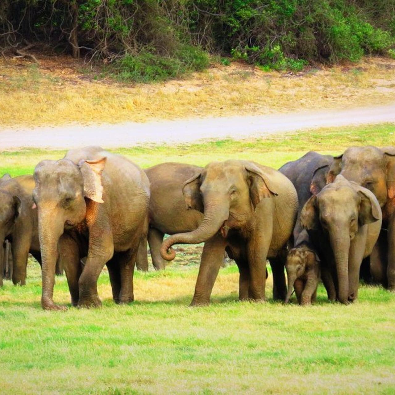 https://srilankatourdriverwithcar.com/wp-content/uploads/2019/12/5_days_yala-1280x1280.jpg