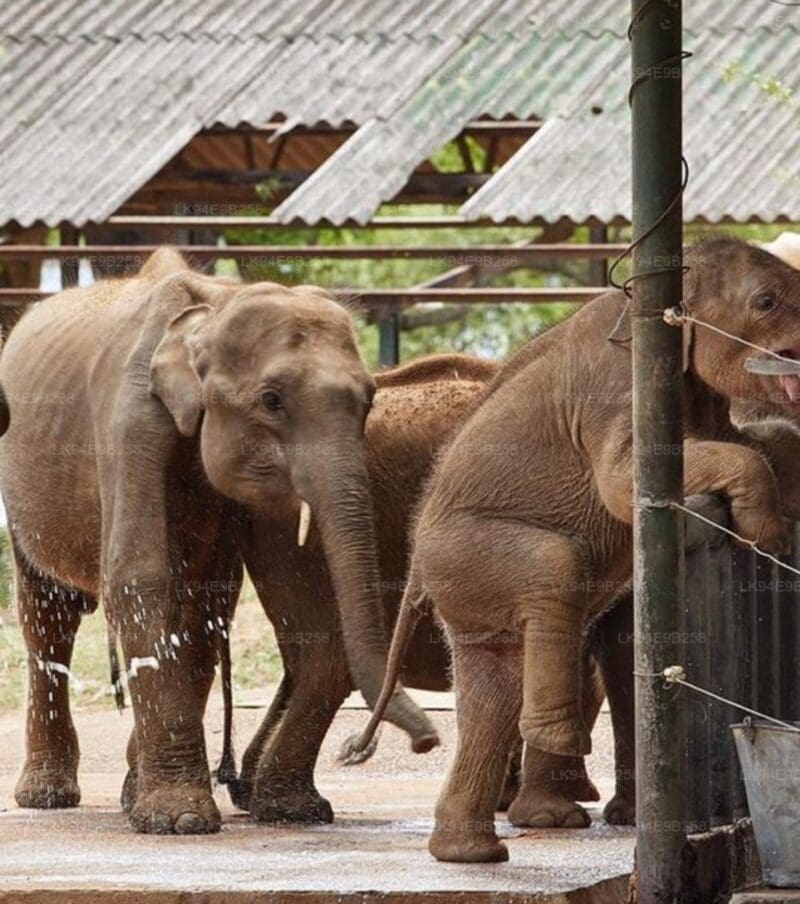 17 Days / 16 Nights in Sri Lanka