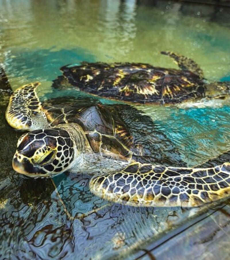 12 Days / 11 Nights in Sri Lanka