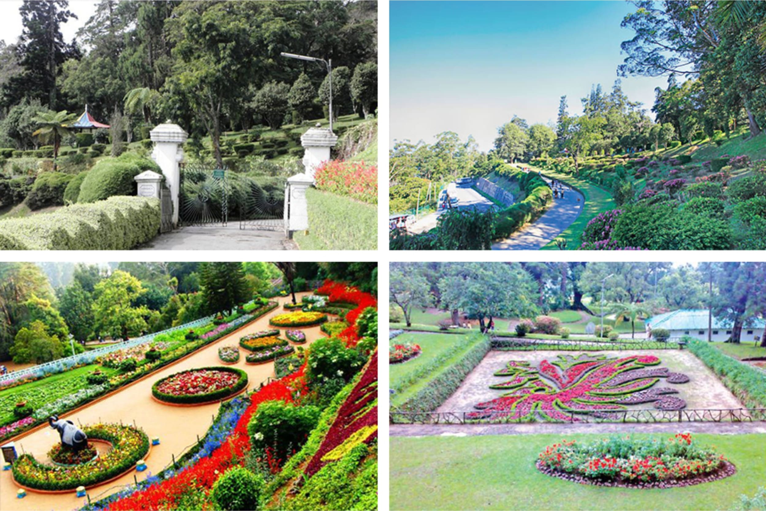 hakgala-botanical-gardens-sri-lanka https://srilankatourdriverwithcar.com/wp-content/uploads/2025/05/hakgala-botanical-gardens-sri-lanka.jpg