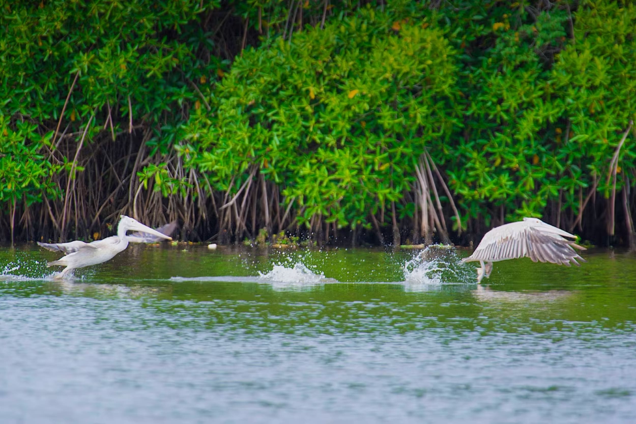 https://srilankatourdriverwithcar.com/wp-content/uploads/2025/05/muthurajawela-marsh-sri-lanka.jpg