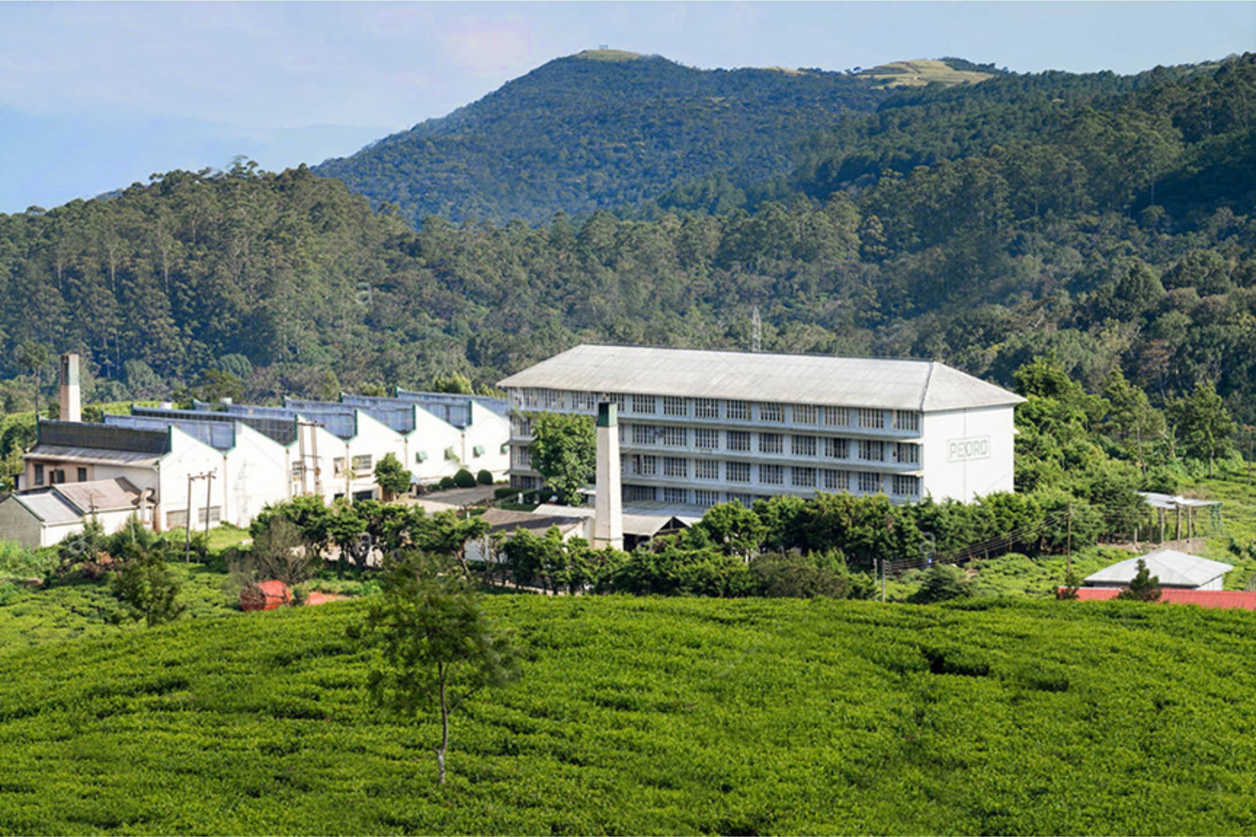 https://srilankatourdriverwithcar.com/wp-content/uploads/2025/05/pedro-tea-estate-nuwara-eliya-sri-lanka.jpg