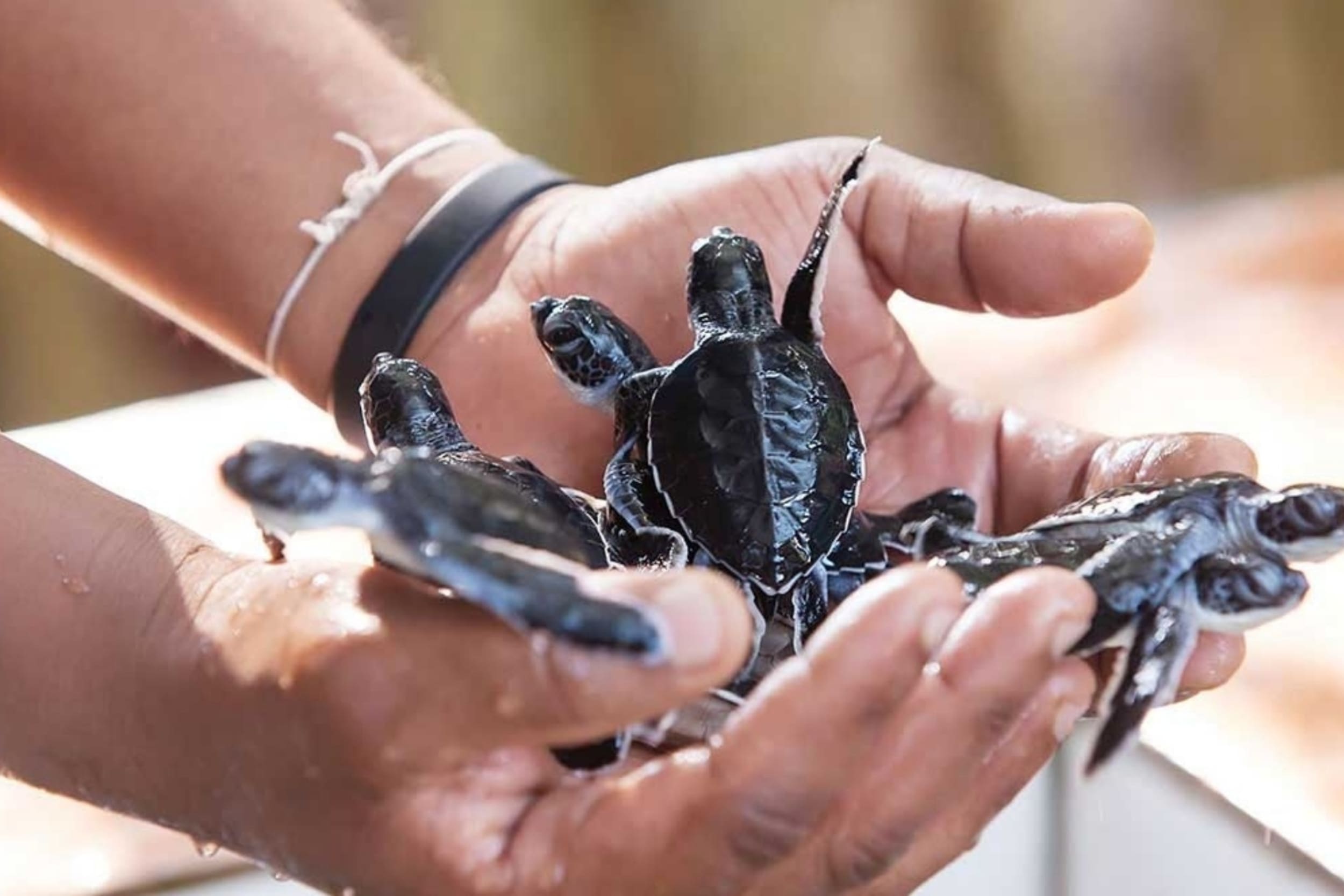 sea-turtle-protection-association-bentota-sri-lanka https://srilankatourdriverwithcar.com/wp-content/uploads/2025/05/sea-turtle-protection-association-bentota-sri-lanka.jpg