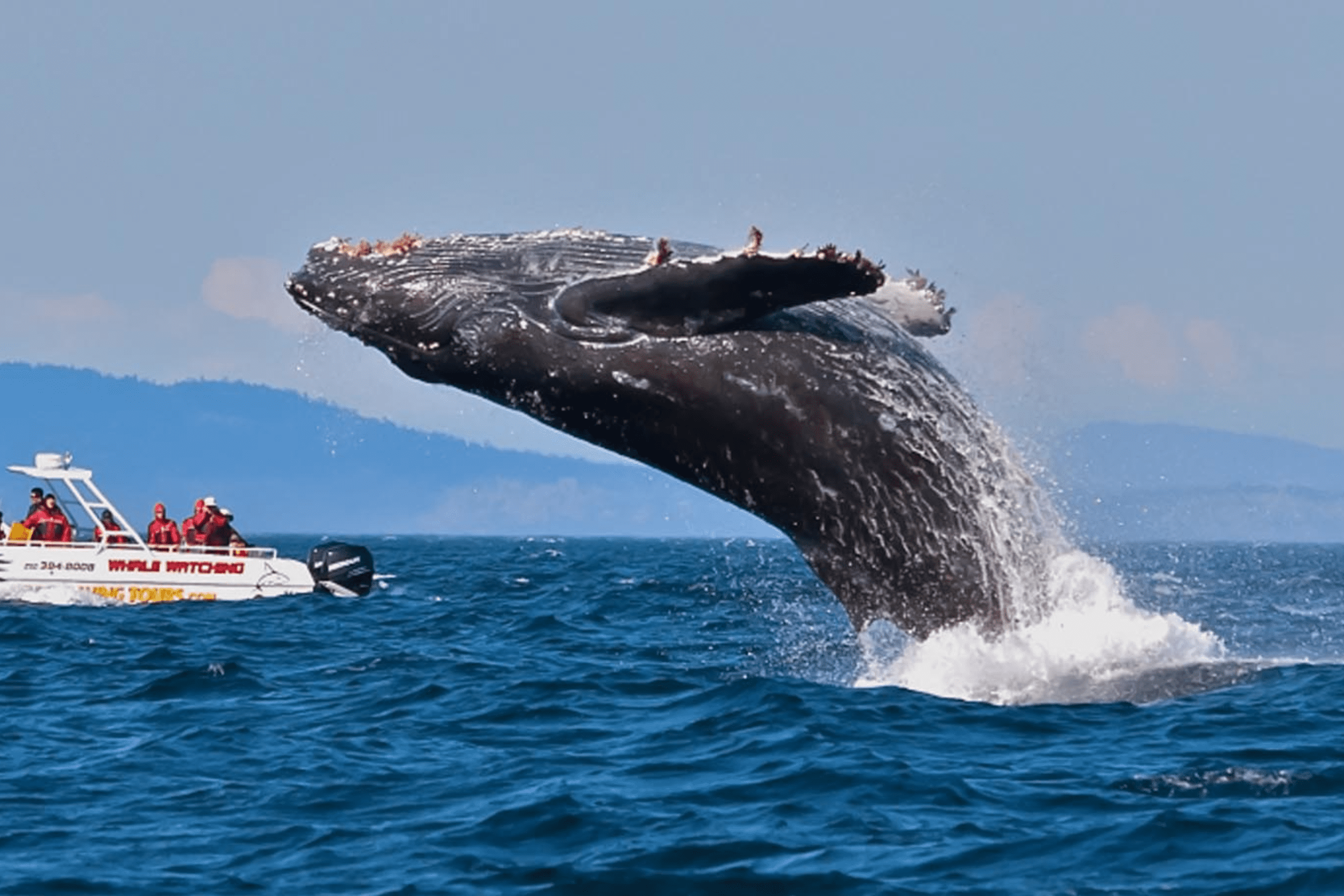 whale-watching-tours-in-mirissa-sri-lanka https://srilankatourdriverwithcar.com/wp-content/uploads/2025/05/whale-watching-tours-in-mirissa-sri-lanka.png
