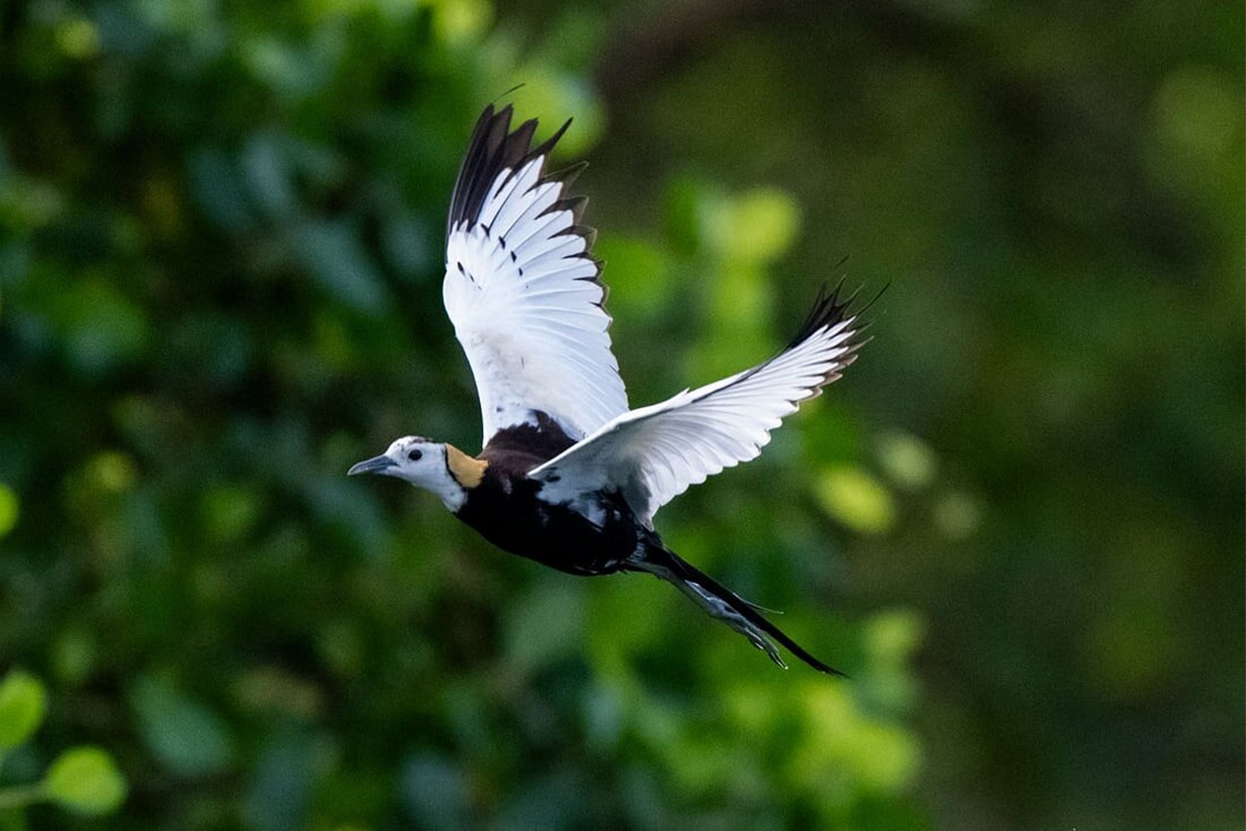 https://srilankatourdriverwithcar.com/wp-content/uploads/2025/10/kalametiya-bird-sanctuary.jpg