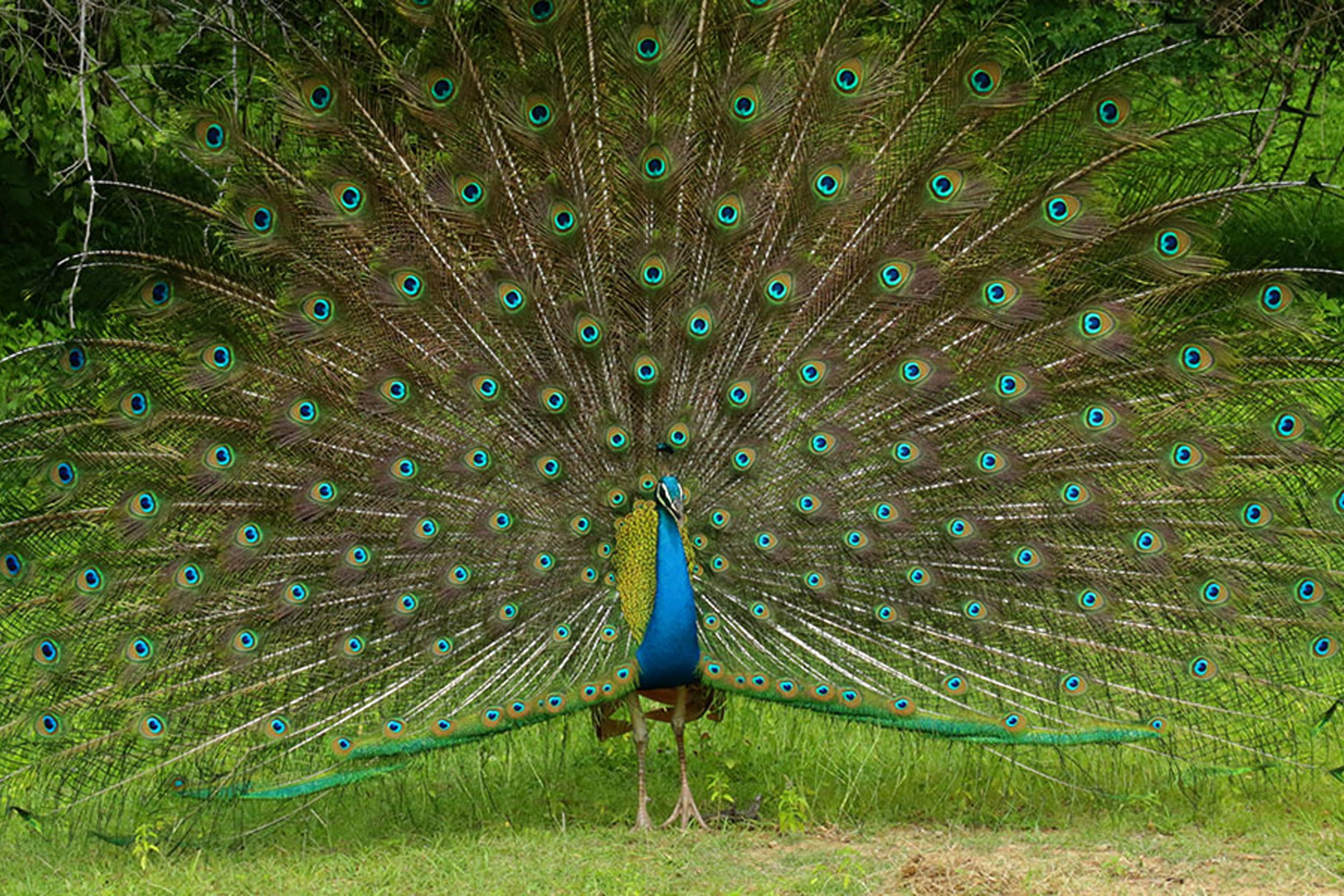 kumana-national-park-arugam-bay https://srilankatourdriverwithcar.com/wp-content/uploads/2025/10/kumana-national-park-arugam-bay.jpg