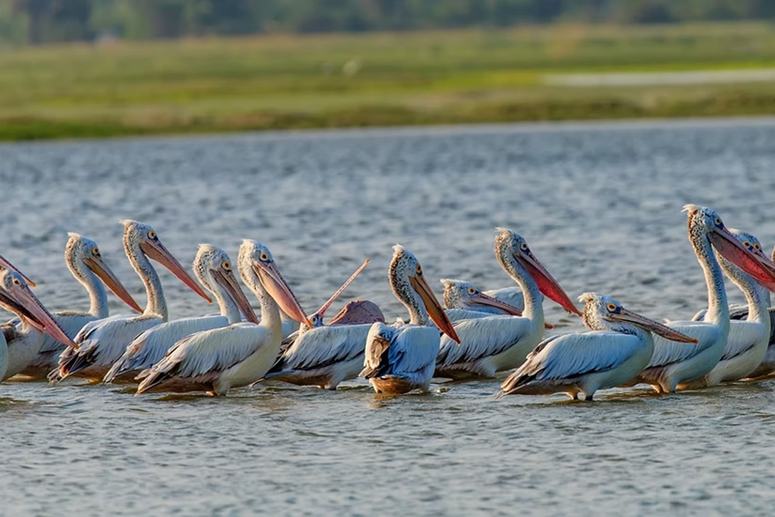 mannar-bird-sancturay-mannar https://srilankatourdriverwithcar.com/wp-content/uploads/2025/10/mannar-bird-sancturay-mannar.jpg