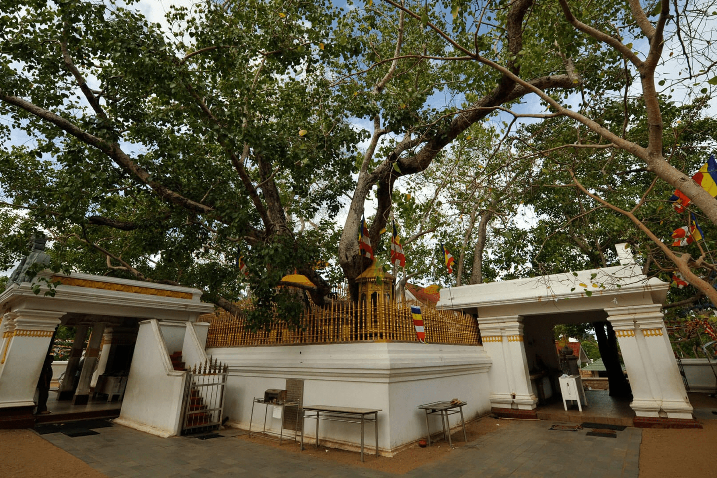 https://srilankatourdriverwithcar.com/wp-content/uploads/2025/10/sri-maha-bodhi-anuradhapura.png